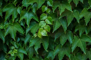 A detailed close-up view of vibrant green ivy leaves in a lush garden setting. jigsaw puzzle