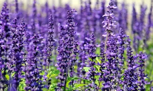 A stunning field of vibrant lavender flowers in full bloom under the daylight. jigsaw puzzle