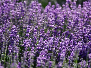 Closeup of bright purple field of delicate aromatic lavender flowering plant growing on sunny day jigsaw puzzle