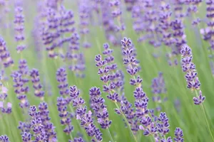 A beautiful lavender field with vibrant purple blooms, capturing summer's essence. jigsaw puzzle