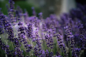Close-up of vibrant lavender flowers blooming outdoors, highlighting natural beauty and tranquility. jigsaw puzzle