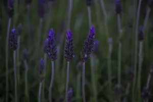 A serene close-up of blooming lavender flowers with a dark, blurred background. jigsaw puzzle