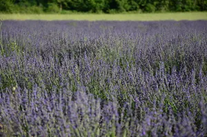 Endless blooms of lavender create a stunning summer landscape, radiating calm and beauty. jigsaw puzzle