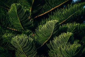 tree jigsaw puzzle
