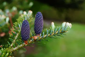 pine cones jigsaw puzzle