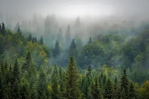 trees jigsaw puzzle