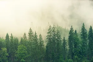 forest jigsaw puzzle