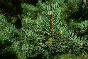 pine jigsaw puzzle