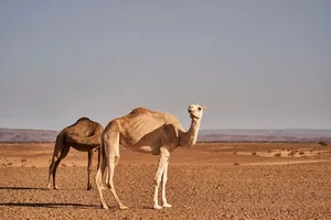 desert jigsaw puzzle