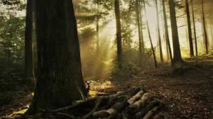 trees jigsaw puzzle