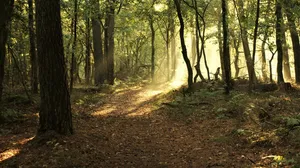 trees jigsaw puzzle
