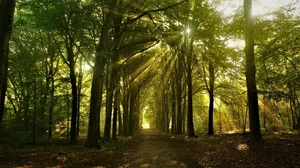 forest jigsaw puzzle