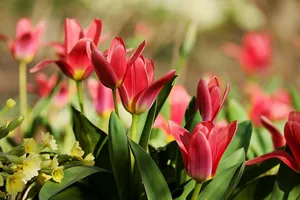 tulips jigsaw puzzle
