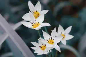 wild tulip jigsaw puzzle