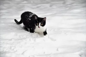 cat jigsaw puzzle