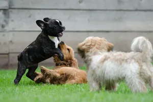 playing puppies jigsaw puzzle