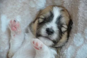 puppy jigsaw puzzle