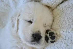 golden retriever puppy jigsaw puzzle