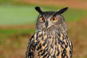 european eagle owl jigsaw puzzle