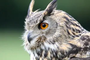 eurasian eagle owl jigsaw puzzle