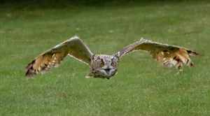 owl jigsaw puzzle