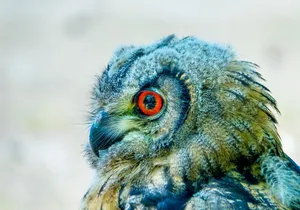 young eagle owl jigsaw puzzle