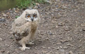 baby owl jigsaw puzzle