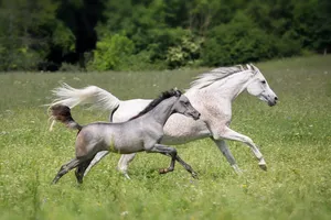 horse jigsaw puzzle