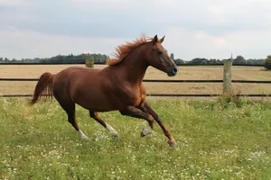 horse jigsaw puzzle
