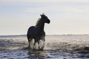 horse jigsaw puzzle