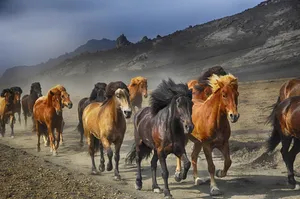 horses jigsaw puzzle