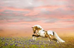 horse jigsaw puzzle