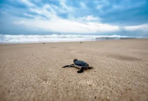 turtle jigsaw puzzle
