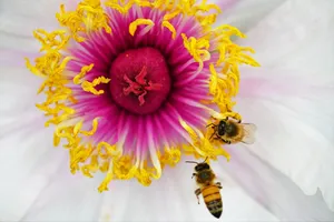 flower jigsaw puzzle