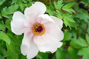 flower jigsaw puzzle