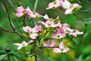 flower jigsaw puzzle
