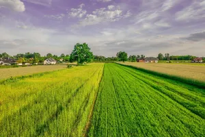 field jigsaw puzzle