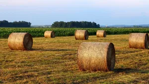 hay jigsaw puzzle