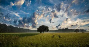 tree jigsaw puzzle