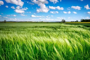 field jigsaw puzzle
