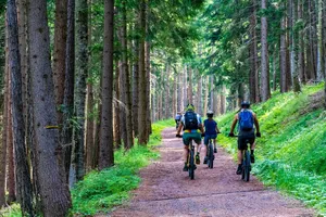 forest jigsaw puzzle