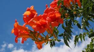 trumpet flower jigsaw puzzle