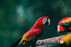 parrots jigsaw puzzle