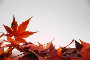leaves jigsaw puzzle