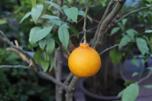 tangerine on branch jigsaw puzzle