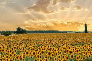 field jigsaw puzzle