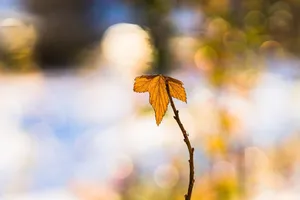 leaf jigsaw puzzle
