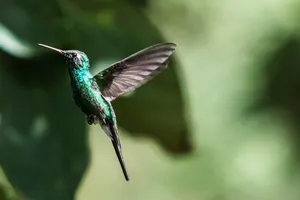 hummingbird jigsaw puzzle