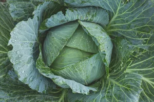 cabbage jigsaw puzzle