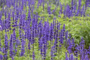 lavender jigsaw puzzle